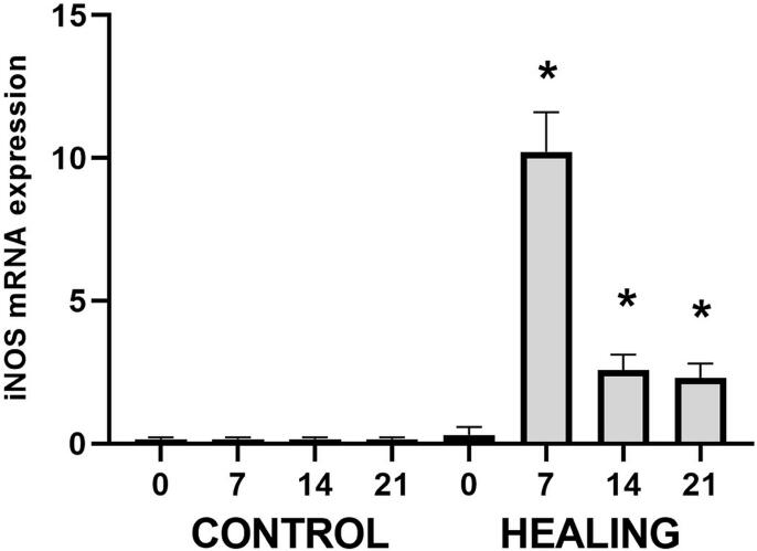 Microtomographic, histomorphometric, and molecular features show a normal alveolar bone healing process in iNOS-deficient mice along a compensatory upregulation of eNOS and nNOS isoforms.