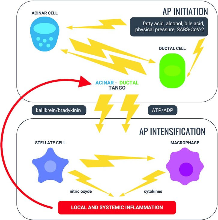 Precision Medicine in Pancreatitis: The Future of Acute Pancreatitis Care.