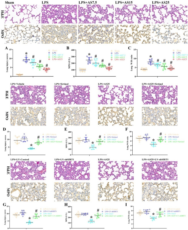 Artesunate reduces sepsis-mediated acute lung injury in a SIRT1-dependent manner.