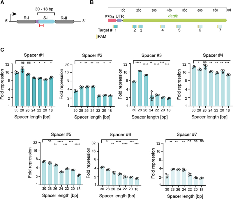 Shortened CRISPR-Cas9 arrays enable multiplexed gene targeting in bacteria from a smaller DNA footprint.