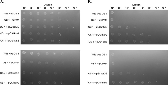 Self-cloning of the Catalase Gene in Environmental Isolates Improves Their Colony-forming Abilities on Agar Media.