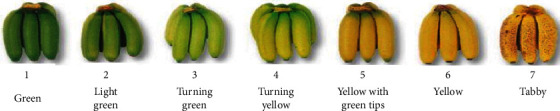 Edible Coating Formulated by Optimization from <i>Aloe vera</i>, Starch, and Arabic Gum Improved the Conservation of Banana (<i>Musa acuminata</i>) Fruits.