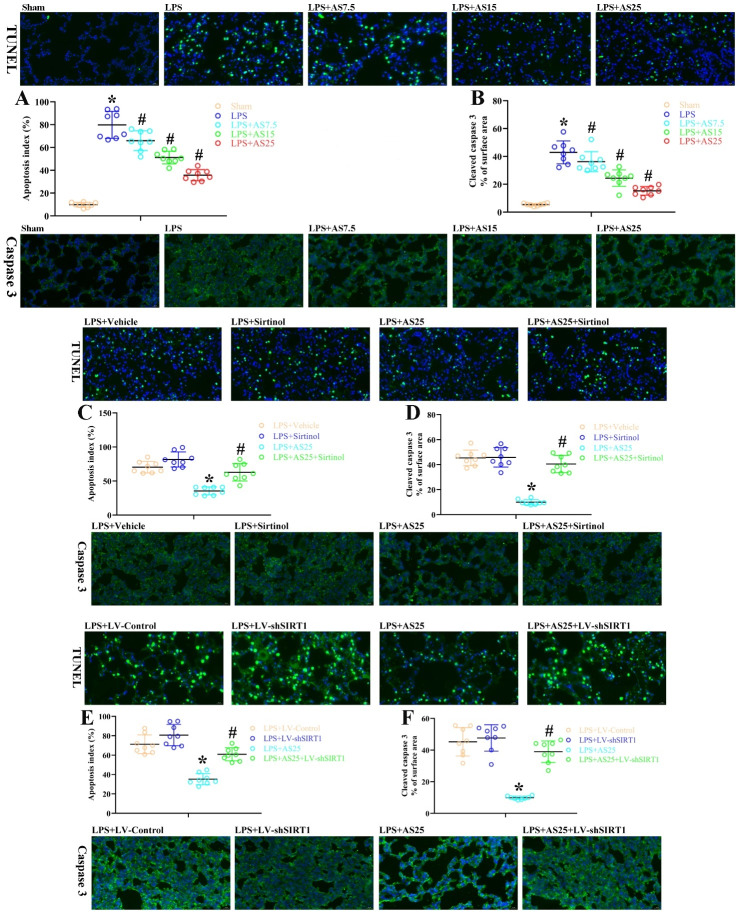 Artesunate reduces sepsis-mediated acute lung injury in a SIRT1-dependent manner.