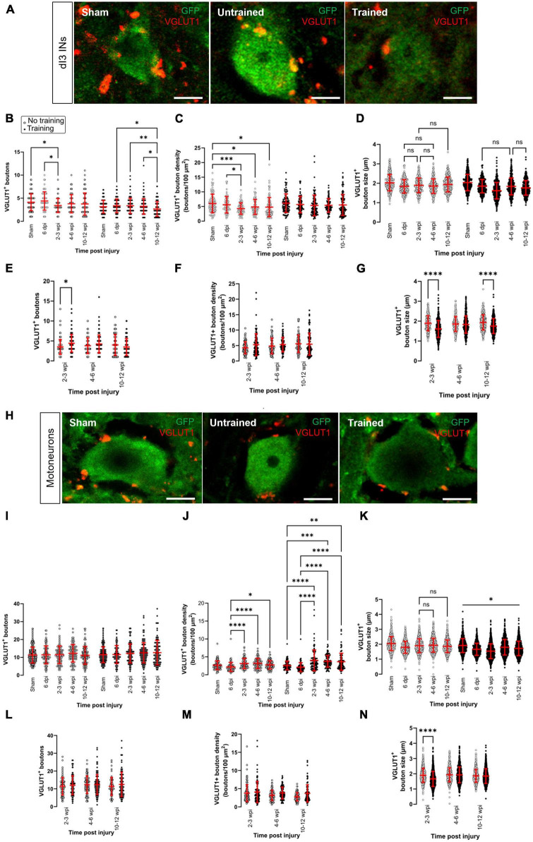 Changes in synaptic inputs to dI3 INs and MNs after complete transection in adult mice.