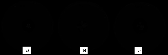 Molecular Characterization and Mineralizing Potential of Phosphorus Solubilizing Bacteria Colonizing Common Bean (<i>Phaseolus vulgaris</i> L.) Rhizosphere in Western Kenya.