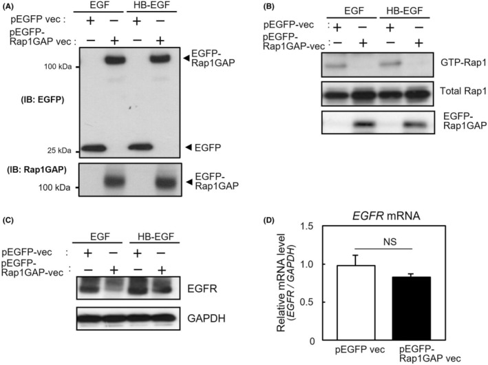 Small GTP-binding protein Rap1 mediates EGF and HB-EGF signaling and modulates EGF receptor expression in HTR-8/SVneo extravillous trophoblast cells.