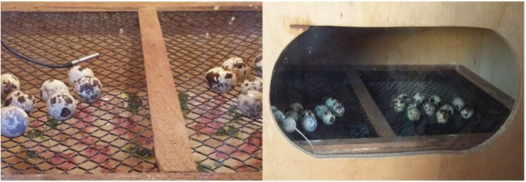 Embryonic development of quail eggs (<i>Coturnix coturnix japonica</i>) in a homemade incubator.