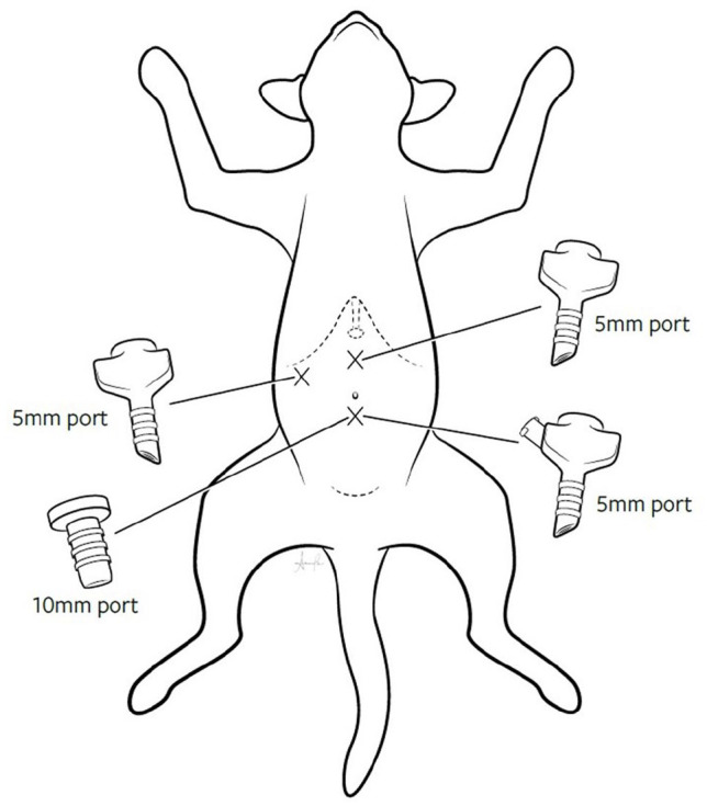 Laparoscopic partial pancreatectomy in a cat with exocrine pancreatic carcinoma.