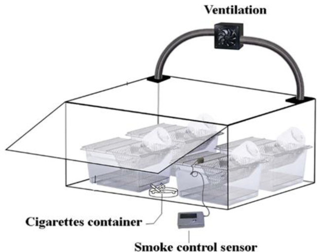 The effect of hydroalcoholic extract of <i>Cichorium intybus</i> leaf on aryl hydrocarbon receptor expression in the testis of Wistar rats exposed to cigarette smoke.