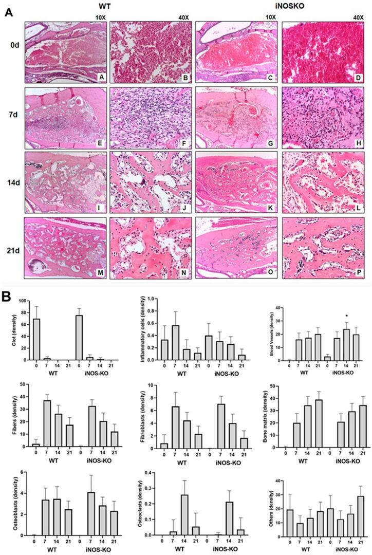 Microtomographic, histomorphometric, and molecular features show a normal alveolar bone healing process in iNOS-deficient mice along a compensatory upregulation of eNOS and nNOS isoforms.