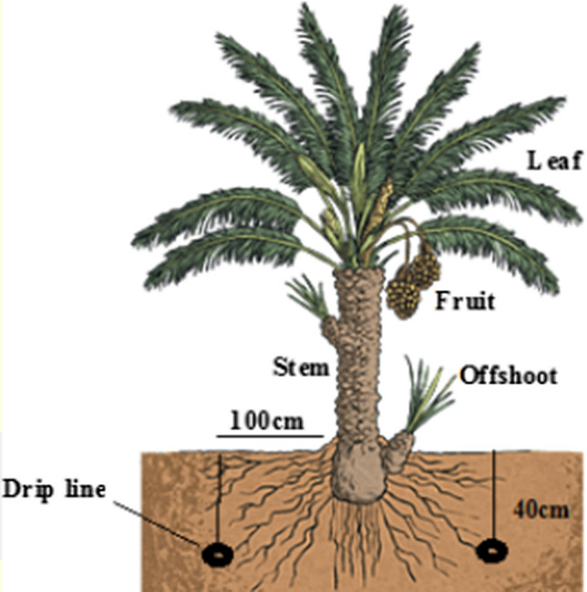 An intelligent approach to improve date palm crop yield and water productivity under different irrigation and climate scenarios