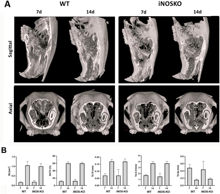 Microtomographic, histomorphometric, and molecular features show a normal alveolar bone healing process in iNOS-deficient mice along a compensatory upregulation of eNOS and nNOS isoforms.