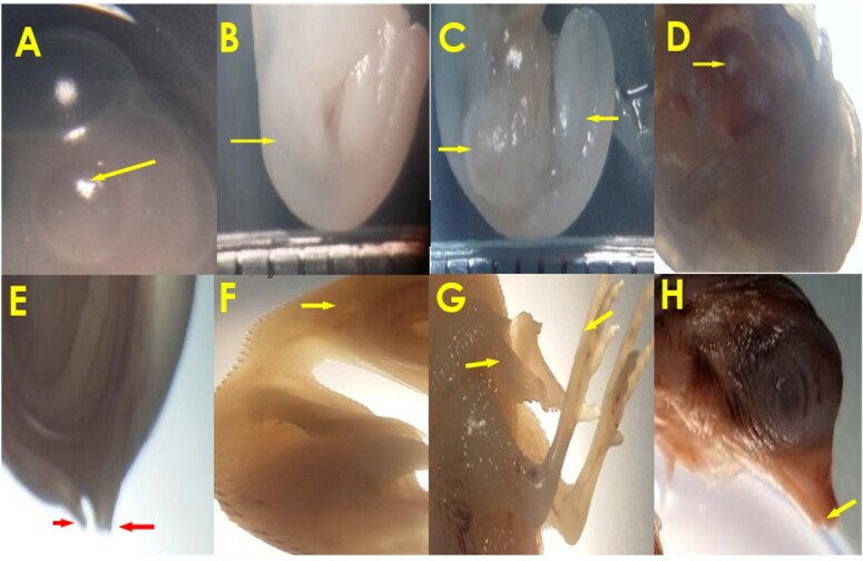 Embryonic development of quail eggs (<i>Coturnix coturnix japonica</i>) in a homemade incubator.