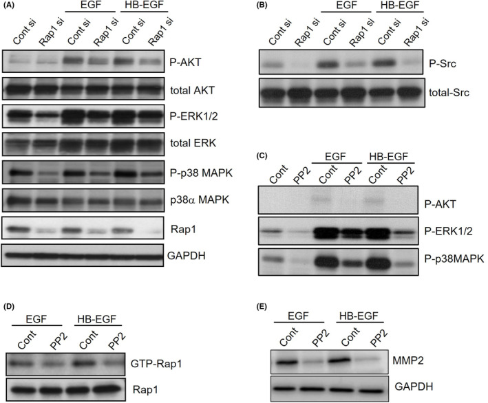 Small GTP-binding protein Rap1 mediates EGF and HB-EGF signaling and modulates EGF receptor expression in HTR-8/SVneo extravillous trophoblast cells.