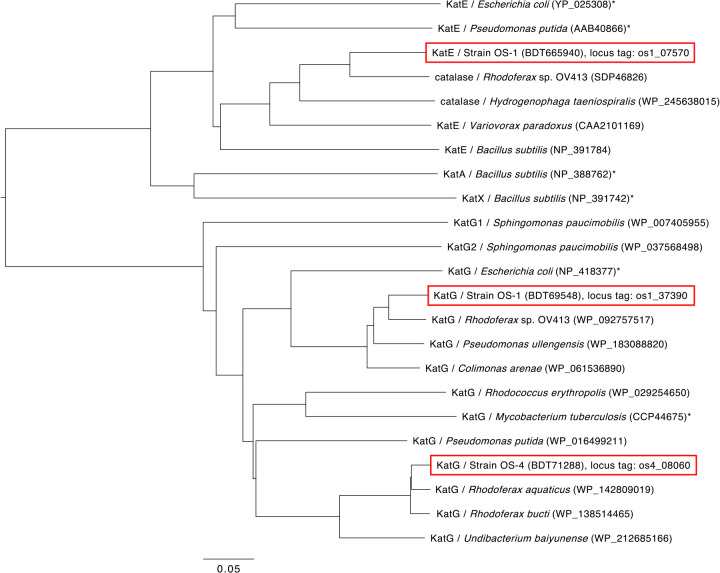 Self-cloning of the Catalase Gene in Environmental Isolates Improves Their Colony-forming Abilities on Agar Media.