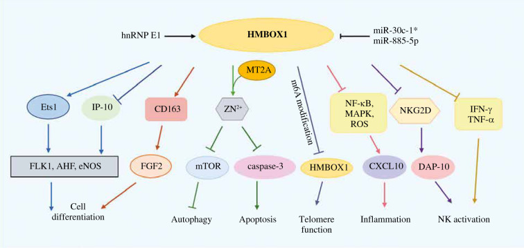 HMBOX1, a member of the homeobox family: current research progress.