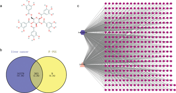 <i>In vitro</i> anti-hepatocellular carcinogenesis of 1,2,3,4,6-Penta-O-galloyl-β-D-glucose.