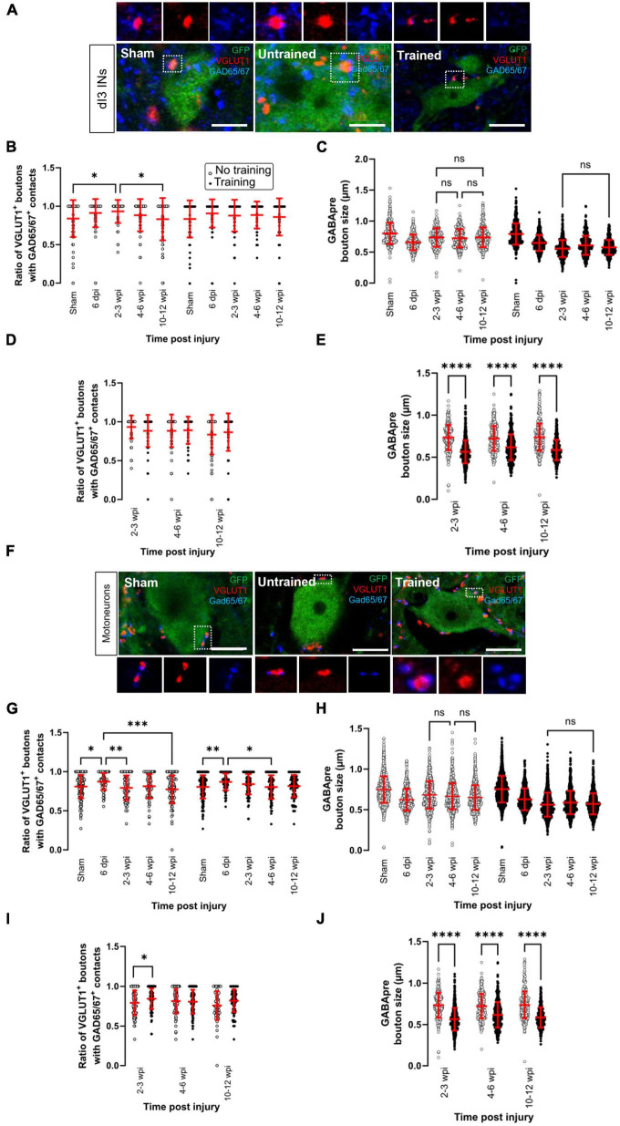 Changes in synaptic inputs to dI3 INs and MNs after complete transection in adult mice.