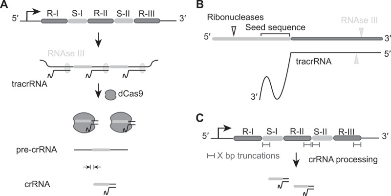 Shortened CRISPR-Cas9 arrays enable multiplexed gene targeting in bacteria from a smaller DNA footprint.