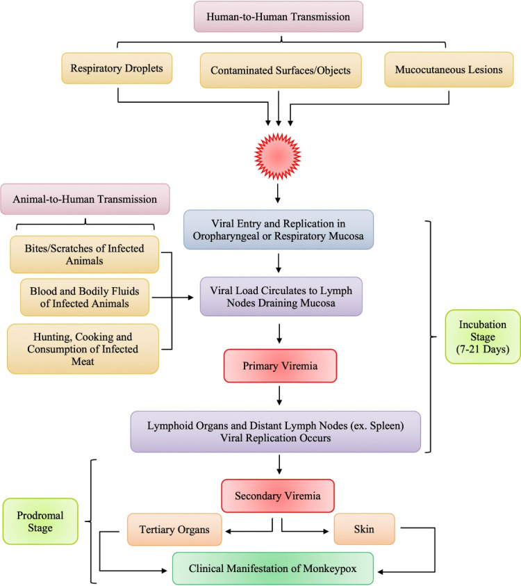 Monkeypox: A review of a zoonotic disease of global public health concern.