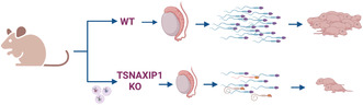 TSNAXIP1 is required for sperm head formation and male fertility.