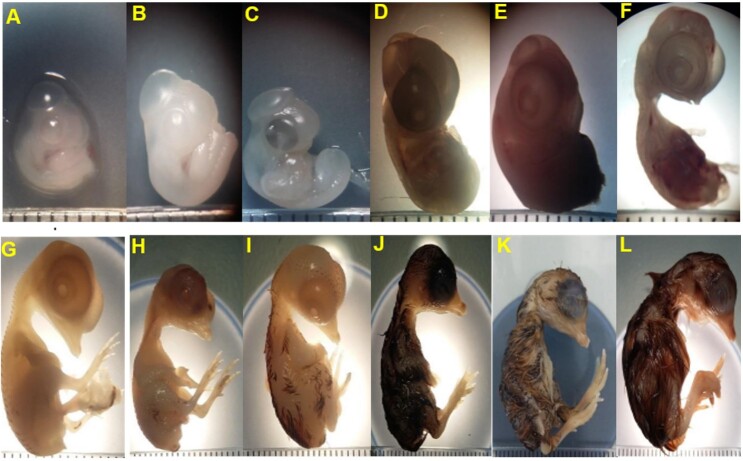 Embryonic development of quail eggs (<i>Coturnix coturnix japonica</i>) in a homemade incubator.