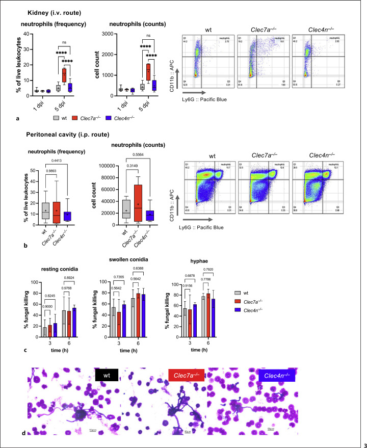 Dectin-1/IL-15 Pathway Affords Protection against Extrapulmonary Aspergillus fumigatus Infection by Regulating Natural Killer Cell Survival.