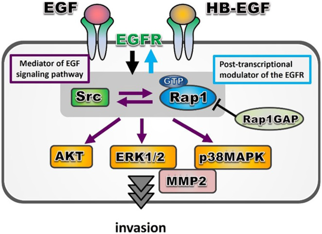 Small GTP-binding protein Rap1 mediates EGF and HB-EGF signaling and modulates EGF receptor expression in HTR-8/SVneo extravillous trophoblast cells.