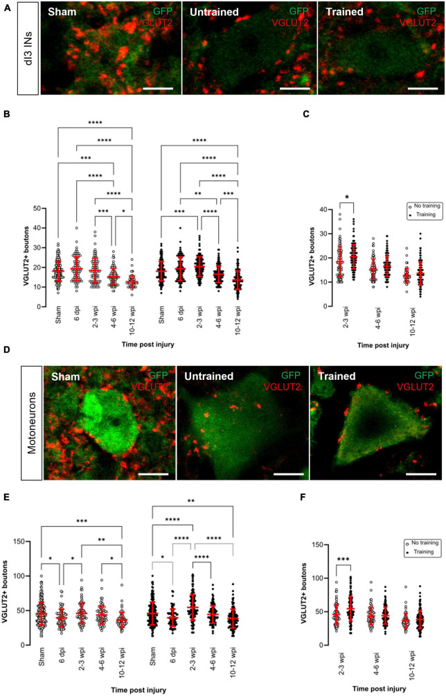 Changes in synaptic inputs to dI3 INs and MNs after complete transection in adult mice.