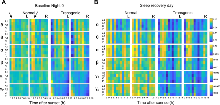 Sleep and Circadian Rhythm Dysfunction in Animal Models of Huntington's Disease.