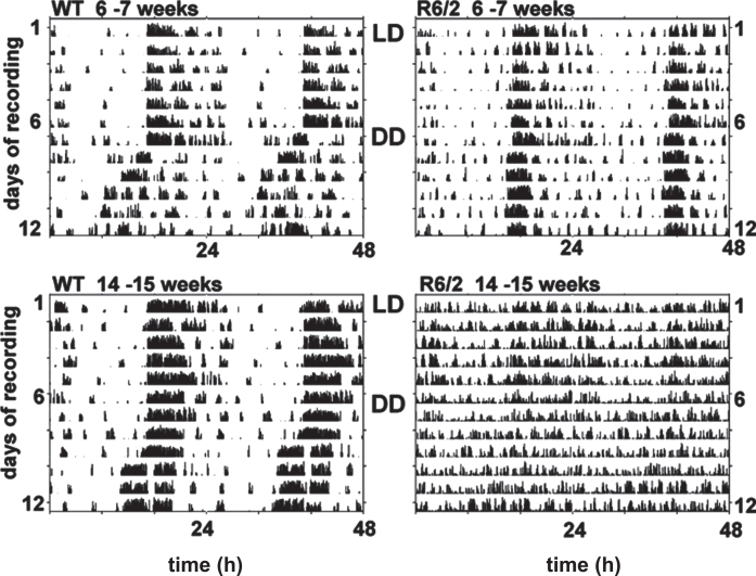 Sleep and Circadian Rhythm Dysfunction in Animal Models of Huntington's Disease.