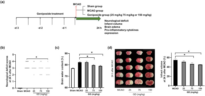 Geniposide protected against cerebral ischemic injury through the anti-inflammatory effect via the NF-κB signaling pathway.