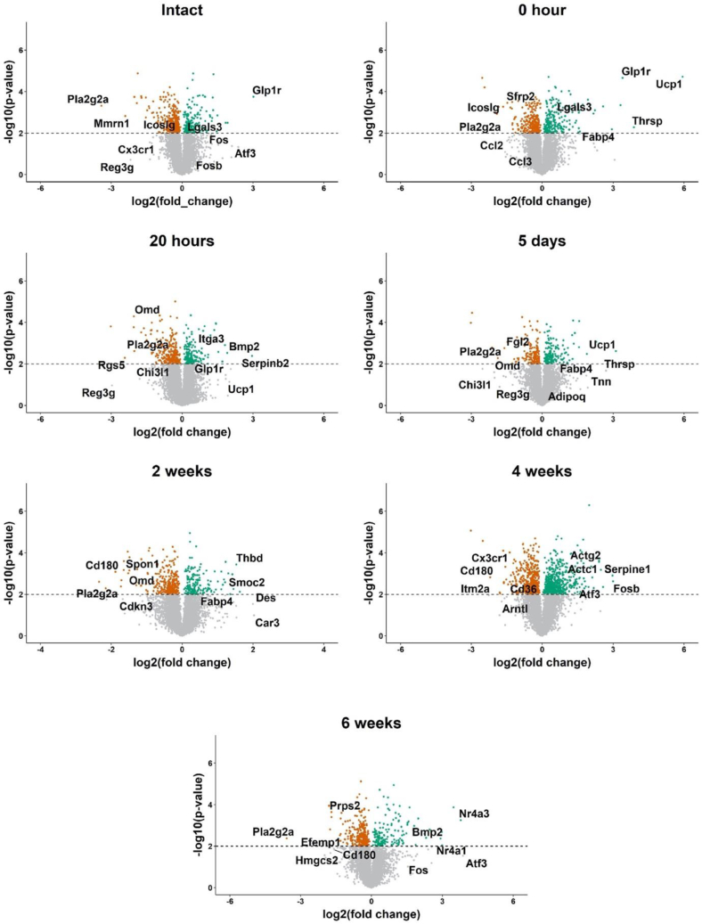 Transcriptomic and physiological analyses reveal temporal changes contributing to the delayed healing response to arterial injury in diabetic rats