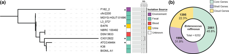 Inter-species diversity and functional genomic analyses of closed genome assemblies of clinically isolated, megaplasmid-containing <i>Enterococcus raffinosus</i> Er676 and ATCC49464.