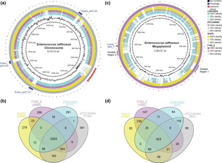 Inter-species diversity and functional genomic analyses of closed genome assemblies of clinically isolated, megaplasmid-containing <i>Enterococcus raffinosus</i> Er676 and ATCC49464.