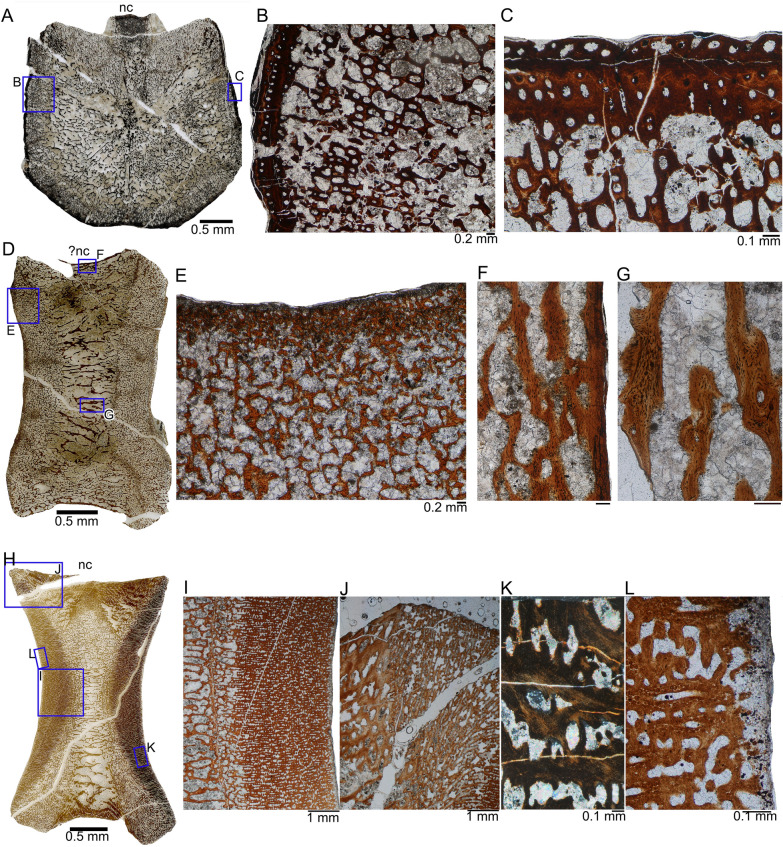 Comparative bone histology of two thalattosaurians (Diapsida: Thalattosauria): <i>Askeptosaurus italicus</i> from the Alpine Triassic (Middle Triassic) and a Thalattosauroidea indet. from the Carnian of Oregon (Late Triassic).