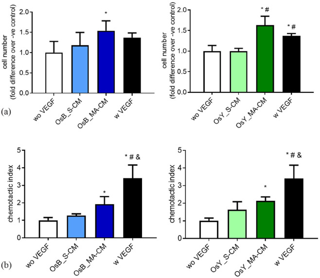 Mechanically activated mesenchymal-derived bone cells drive vessel formation via an extracellular vesicle mediated mechanism.