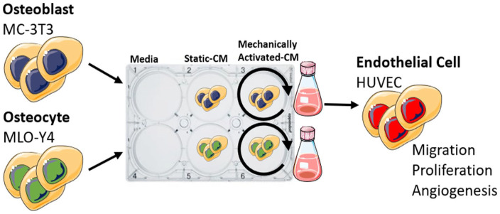 Mechanically activated mesenchymal-derived bone cells drive vessel formation via an extracellular vesicle mediated mechanism.