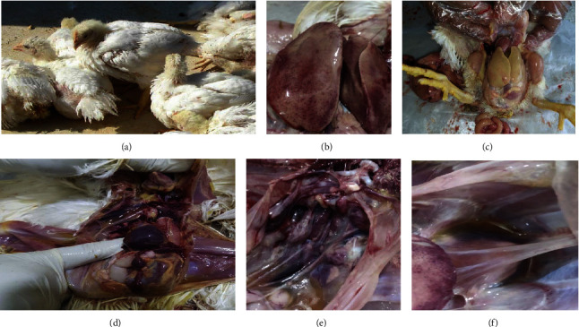 First Evidence of Fowl Adenovirus Induced Inclusion Body Hepatitis in Chicken in Bangladesh.