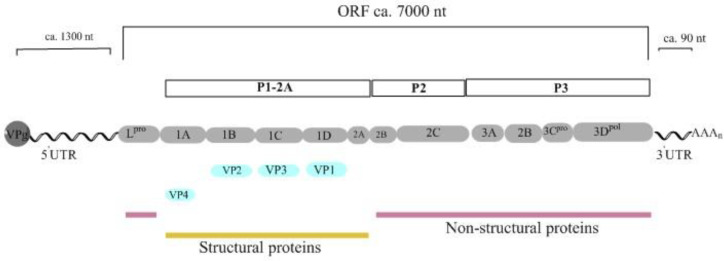 Molecular detection, genetic diversity, and phylogenetic analysis of foot-and-mouth disease virus (FMDV) type O in Iran during 2015-2016.