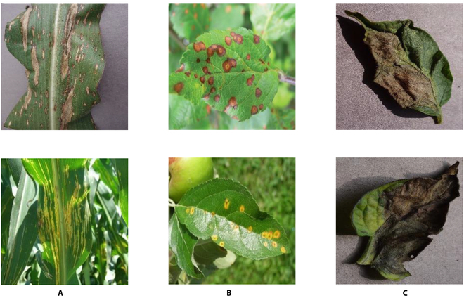 From Laboratory to Field: Unsupervised Domain Adaptation for Plant Disease Recognition in the Wild.