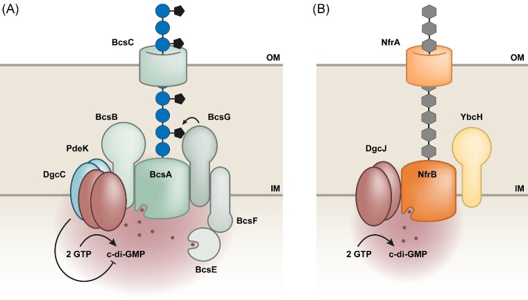 Local signaling enhances output specificity of bacterial c-di-GMP signaling networks.