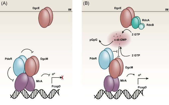 Local signaling enhances output specificity of bacterial c-di-GMP signaling networks.