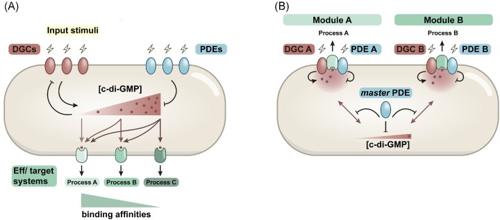 Local signaling enhances output specificity of bacterial c-di-GMP signaling networks.