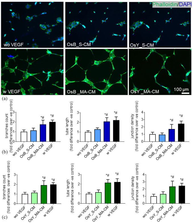 Mechanically activated mesenchymal-derived bone cells drive vessel formation via an extracellular vesicle mediated mechanism.