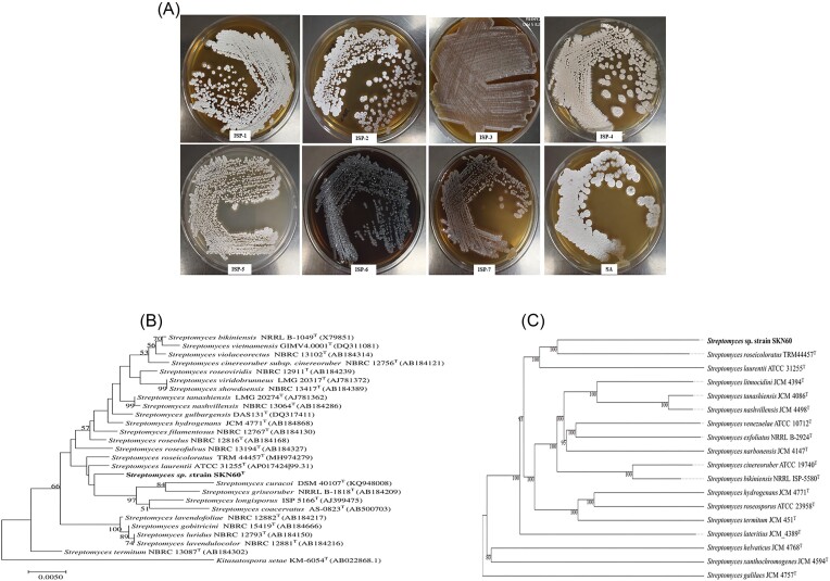 An antimicrobial thiopeptide producing novel actinomycetes <i>Streptomyces terrae</i> sp. nov., isolated from subsurface soil of arable land.