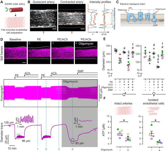 Mitochondrial ATP Production is Required for Endothelial Cell Control of Vascular Tone.