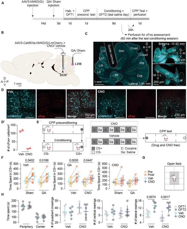 Putting forward a model for the role of the cerebellum in cocaine-induced pavlovian memory.