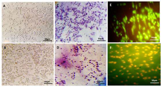 Toxicity and autophagy effects of fluorinated cycloplatinated(II) complex bearing dppm ligand on cancer cells in <i>in-vitro</i> culture and <i>in-silico</i> prediction.