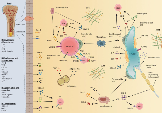 The quest for the holy grail: overcoming challenges in expanding human hematopoietic stem cells for clinical use.